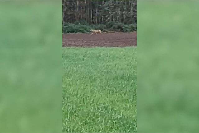 Mehrere Videos bei Social Media sollen Wolfssichtungen auf Dorstener Gebiet zeigen.