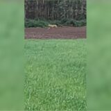 Mehrere Videos bei Social Media sollen Wolfssichtungen auf Dorstener Gebiet zeigen.
