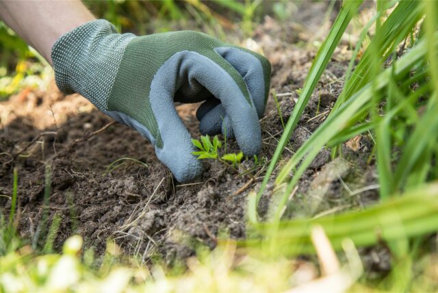 Ein Gärtner trägt Gartenhandschuhe.