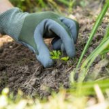 Ein Gärtner trägt Gartenhandschuhe.