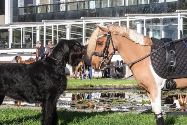 Ein Hund und ein Pferd stehen bei der Messe „Hund & Pferd“ an den Westfalenhallen in Dortmund.