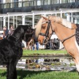 Ein Hund und ein Pferd stehen bei der Messe „Hund & Pferd“ an den Westfalenhallen in Dortmund.