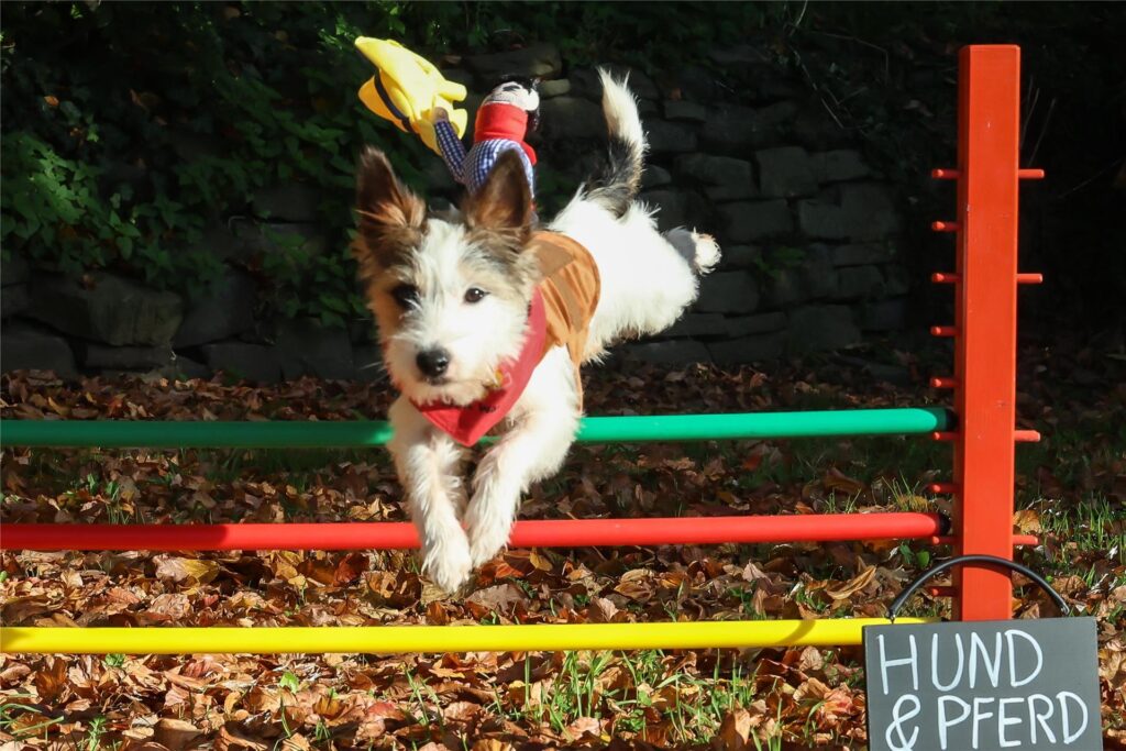 Ein Hund springt bei der Messe Ein Hund springt bei der Messe
