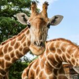 Die Giraffenbullen im Dortmunder Zoo
