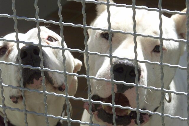 Zwei Hunde der Rasse „Dogo Argentino“ hinter einem Kitter.