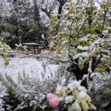 Der erste Schnee des neuen Winters 2024 ist da, und das schon, bevor der Winter überhaupt begonnen hat. Er fiel am 20.11.2024.