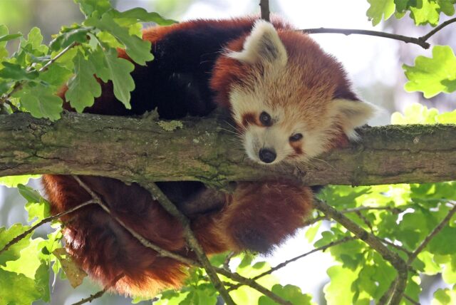Roter Panda