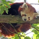 Roter Panda