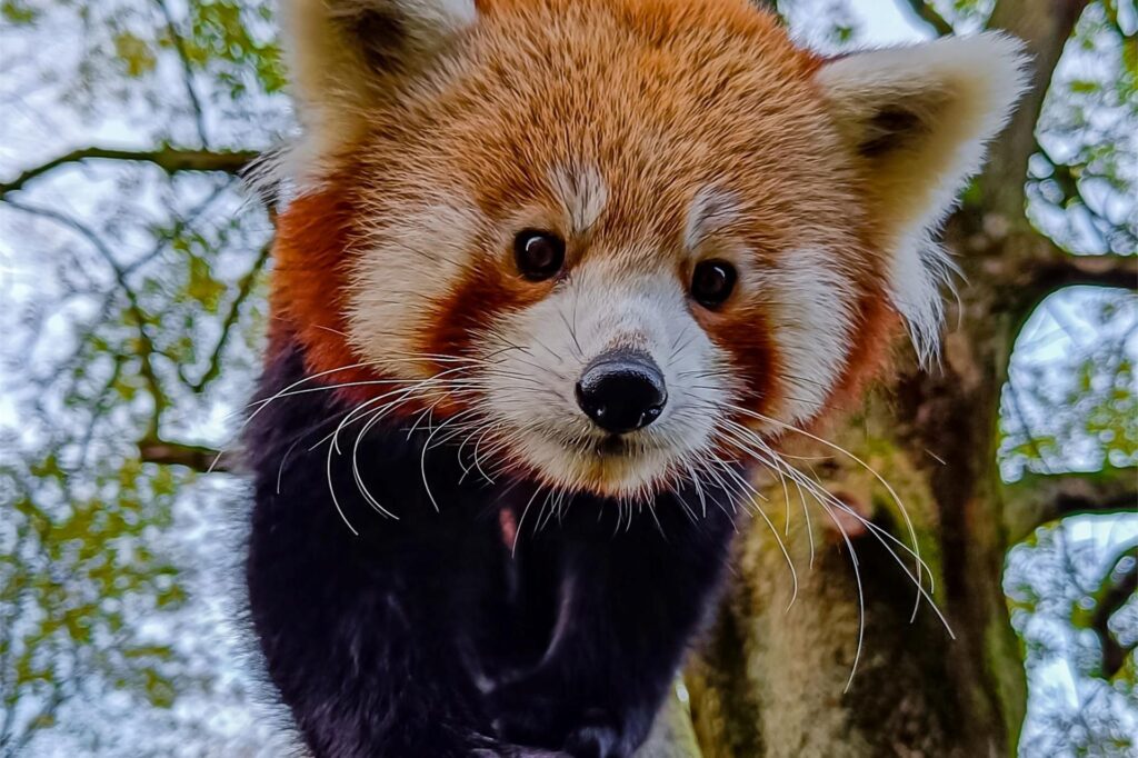 Der Rote Panda Chenpo klettert im Zoo Dortmund auf einem Baum.