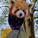 Der Rote Panda Chenpo ist seit Donnerstag aus dem Zoo Dortmund ausgebüxt – die Suche läuft.