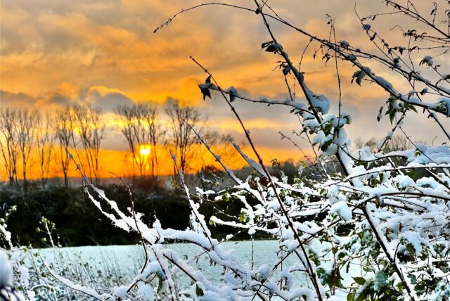 Strauchwerk voller Schnee bei Sonnenaufgang