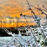 Strauchwerk voller Schnee bei Sonnenaufgang