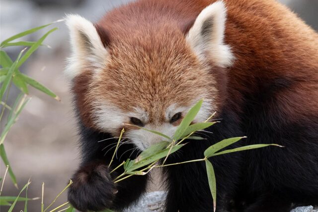 Roter Panda hinter Blättern