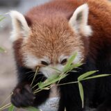 Roter Panda hinter Blättern