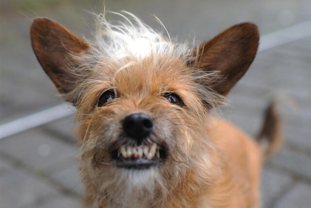 Hund fletscht die Zähne