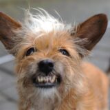 Hund fletscht die Zähne
