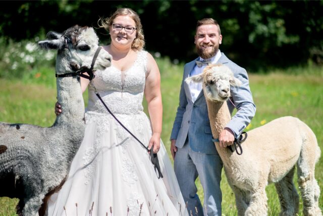 Sina und Marcel Reichardt, Hochzeitspaar aus der Wedemark, steht mit den Alpakas Kiowa (l) und Nacho auf einer Weide.