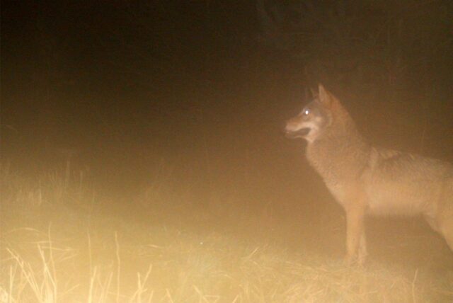 Ein Wolf steht im Wald nahe dem Ortsteil Wellerode der Gemeinde Söhrewald im Landkreis Kassel, aufgenommen durch die Kamera einer Fotofalle.