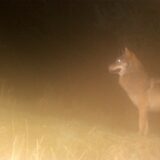 Ein Wolf steht im Wald nahe dem Ortsteil Wellerode der Gemeinde Söhrewald im Landkreis Kassel, aufgenommen durch die Kamera einer Fotofalle.