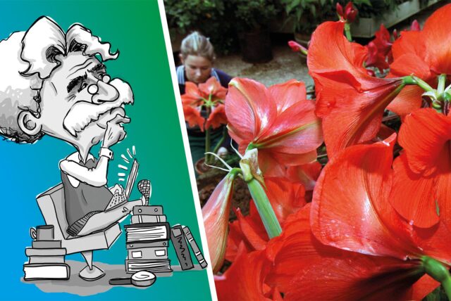 Frau schaut sich amaryllis an.