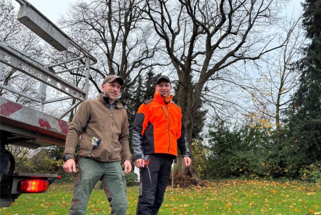 Roman Vierhaus und zwei Baum-Experten am Mittwochmorgen (27.11.2024) am Bokenkreuz. Eine der zwei über 100 Jahre alten Linden, die das Kreuz einrahmen, hatte Pilzbefall und musste gefällt werden.
