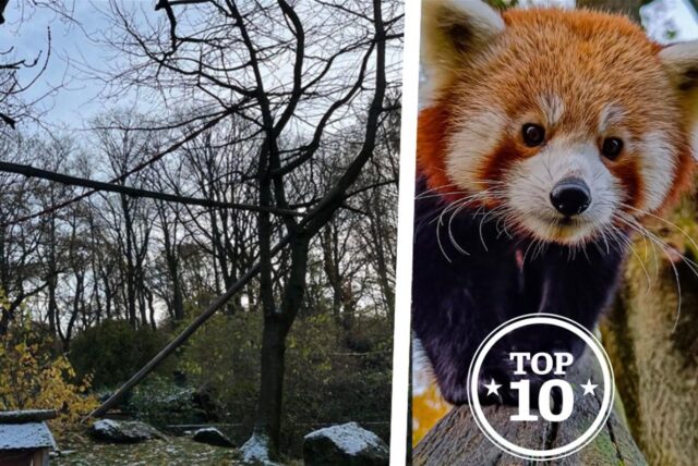 Wie konnte der Rote Panda Chenpo aus dem Zoo Dortmund entfliehen? Die Untersuchungen laufen noch.