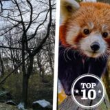Wie konnte der Rote Panda Chenpo aus dem Zoo Dortmund entfliehen? Die Untersuchungen laufen noch.