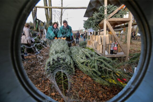 Eine Tanne wird bei einem Weihnachtsbaumverkauf in Dortmund in einem Netz verpackt.