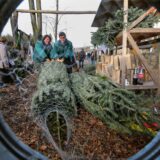 Eine Tanne wird bei einem Weihnachtsbaumverkauf in Dortmund in einem Netz verpackt.