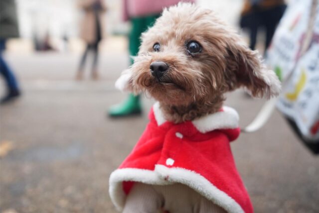 Ein kleiner Hund mit einem rot-weißen Weihnachtsmann-Cape.