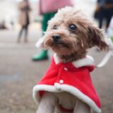 Ein kleiner Hund mit einem rot-weißen Weihnachtsmann-Cape.