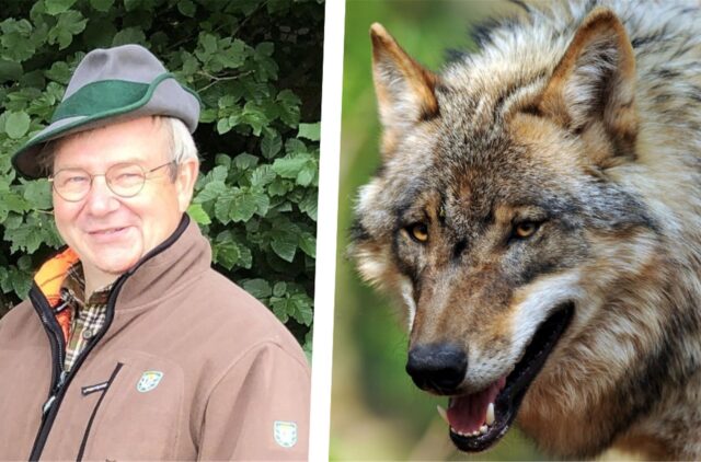 Der Schutzstatus von Wölfen ist auf „geschützt“ herabgestuft worden. Was sich daraus für Dorsten ergibt, ordnet Wolfsberater Hermann Wolff ein.