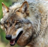Der Schutzstatus von Wölfen ist auf „geschützt“ herabgestuft worden. Was sich daraus für Dorsten ergibt, ordnet Wolfsberater Hermann Wolff ein.