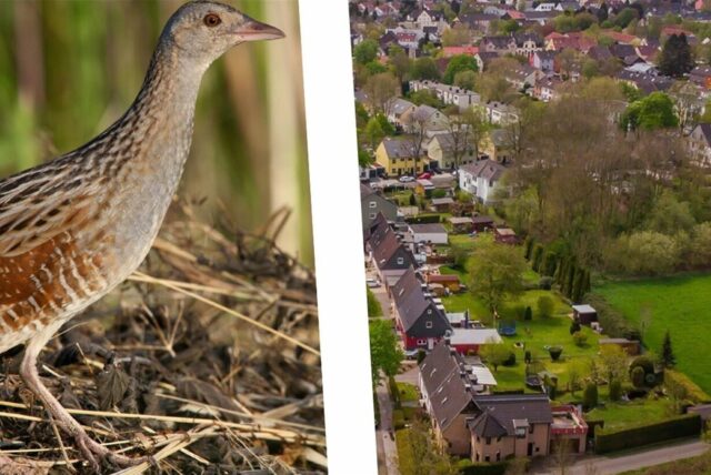 Collage: links ein Wachtelkönig, rechts eine Luftaufnahme von Häusern und Grünflächen in Lütgendortmund.