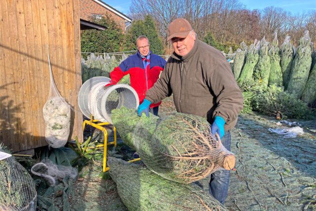 Ein Mann in braunem Pullover hat einen Tannenbaum durch einen grauen Trichter gezogen, um ihn in ein Netz einzuwickeln. (Archiv)