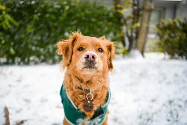 Hund mit Wintermantel im Schnee.