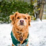 Hund mit Wintermantel im Schnee.