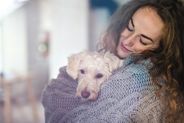 Weißer kleiner Hund, der an Silvester Angst hat, und von einer Frau im Strickpullover beruhigt wird.