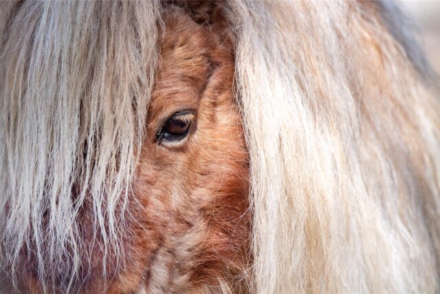 Pony
