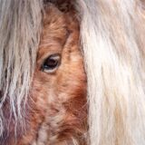 Pony