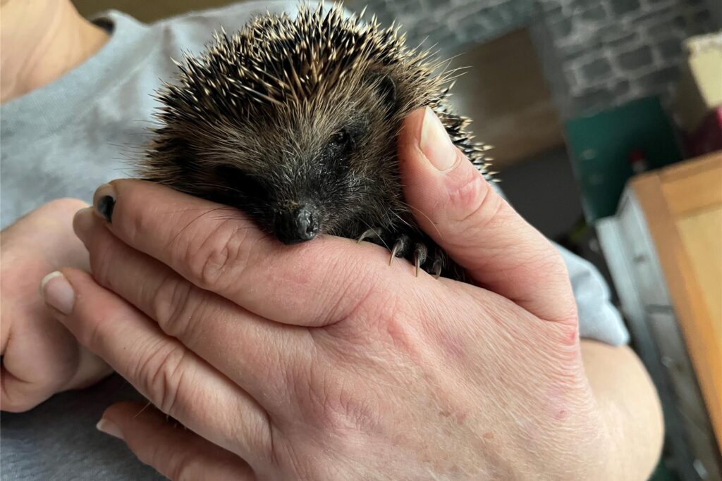 Mit viel Hingabe kümmert sich Gertrud Smyra um die Igel. Mit viel Hingabe kümmert sich Gertrud Smyra um die Igel.