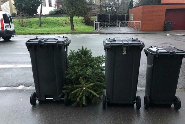 Eine Tanne liegt zwischen grauen Mülltonnen an einer Straße