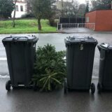 Eine Tanne liegt zwischen grauen Mülltonnen an einer Straße