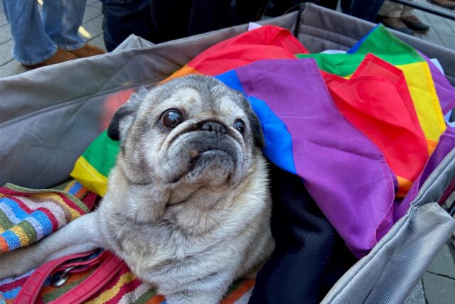 Molle auf der Demo gegen rechts in Schwerte: Er liegt in einem Wagen mit einer Regenbogenfahne.