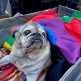 Molle auf der Demo gegen rechts in Schwerte: Er liegt in einem Wagen mit einer Regenbogenfahne.