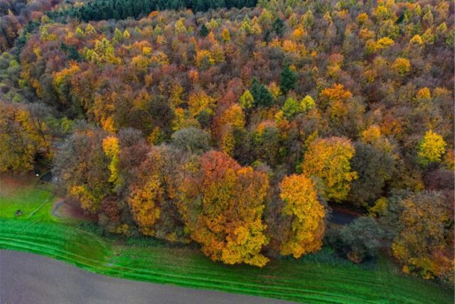 Der Reichswald bei Kleve.