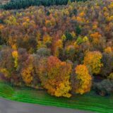 Der Reichswald bei Kleve.