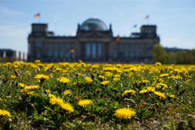 Ein gelber Blütenteppich von Löwenzahn ist auf der Wiese vor dem Reichstagsgebäude zu sehen.