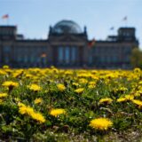 Ein gelber Blütenteppich von Löwenzahn ist auf der Wiese vor dem Reichstagsgebäude zu sehen.