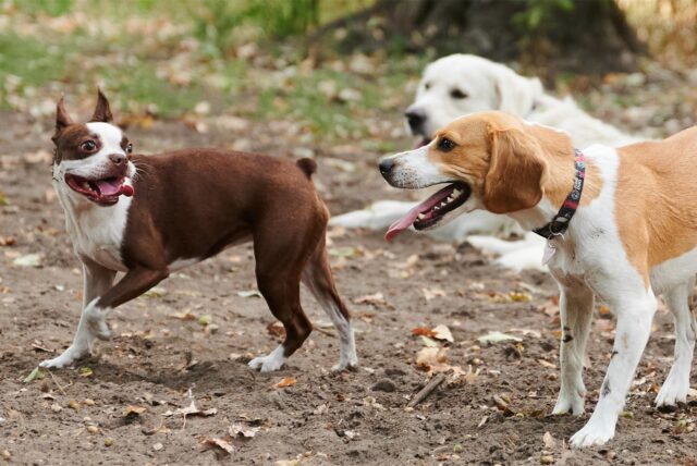 Drei Hunde spielen auf der Hundewiese miteinander. (SYMBOLBILD)
